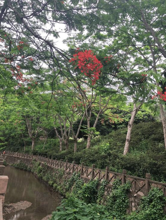 青山绿水 鸟语花香