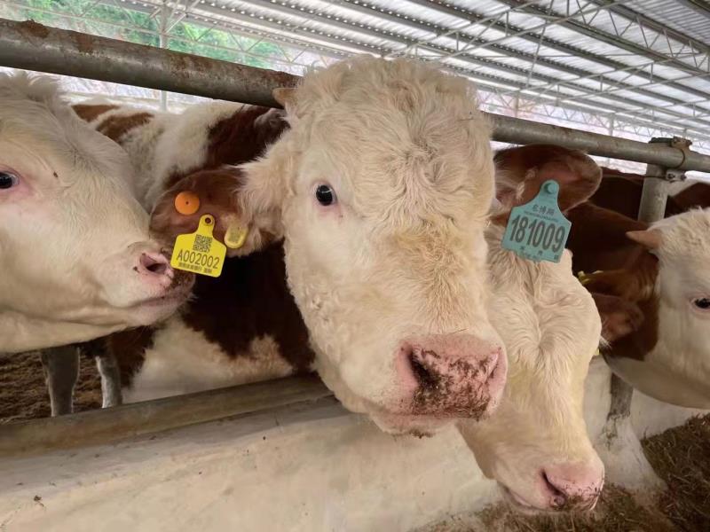 银行养殖贷活体资产监管平台 - 中出网-智能出入口与停车充电门户