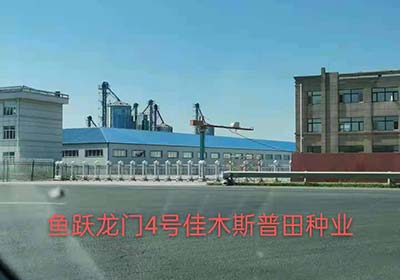 鱼跃龙门工程案例