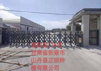 甘肃省张掖市山丹县正明种植有限公司
